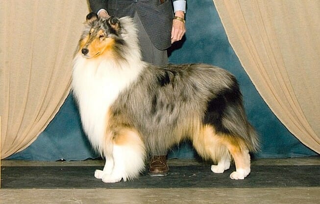 AKC Blue Merle Collie - Ch. Wyndlair Momentum